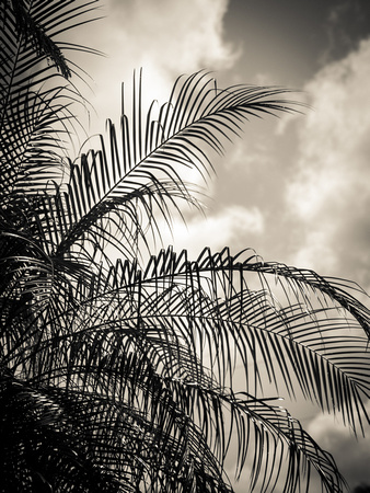Black & White Palms into the sky