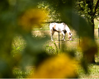 Horse through sunflowers 2