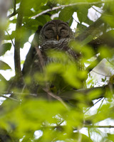 Barred owl.jpg