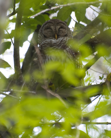 Barred owl.jpg