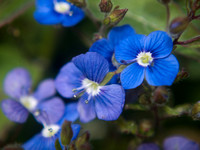 Tine Blue blooms