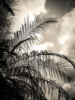 Black & White Palms into the sky