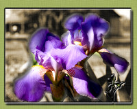 Two Purple Iris