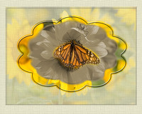 monarch on sunflower