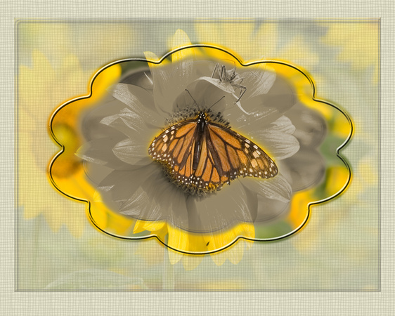 monarch on sunflower